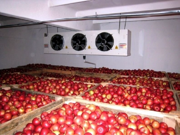 Berry cold storage setup image