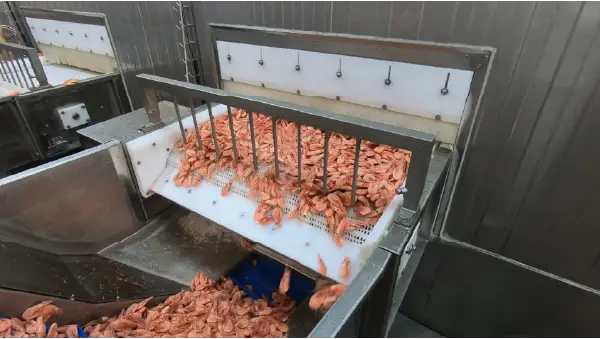 Freezing Tunnel for Bulk Fish Storage